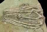 Two Crinoids With Starfish - Crawfordsville, Indiana (reduced price) #69535-2